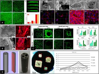 Definition, measurement, and function of pore structure dimensions of bioengineered porous bone tissue materials based on additive manufacturing: A review